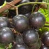 Lane Muscadine Grape Vine (Self Fertile) - 1 Gallon Pot 1 Lane Muscadine Grape Vine (Self Fertile) - 1 Gallon Pot -Plant Outlet Store Muscadine Lane 500x750 1