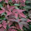 Flirt Dwarf Nandina - 6 Pack Of 1 Gallon Pots -Plant Outlet Store Nandina Flirt 10