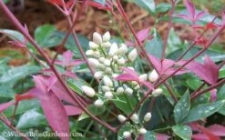 Flirt Dwarf Nandina - 6 Pack Of 1 Gallon Pots 12 Flirt Dwarf Nandina - 6 Pack Of 1 Gallon Pots -Plant Outlet Store Nandina Flirt 12