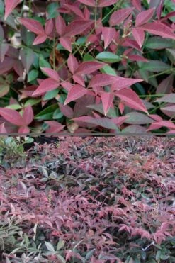 Flirt Dwarf Nandina - 6 Pack Of 1 Gallon Pots 13 Flirt Dwarf Nandina - 6 Pack Of 1 Gallon Pots -Plant Outlet Store Nandina Flirt 500x750 1