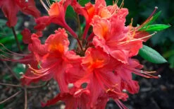 Jeb Stuart Native Azalea (Rhododendron) - 1 Gallon Pot 11 Jeb Stuart Native Azalea (Rhododendron) - 1 Gallon Pot -Plant Outlet Store Native Azalea Jeb Stuart 2