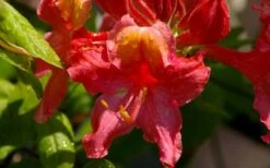 Jeb Stuart Native Azalea (Rhododendron) - 1 Gallon Pot 10 Jeb Stuart Native Azalea (Rhododendron) - 1 Gallon Pot -Plant Outlet Store Native Azalea Jeb Stuart 3