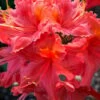 Jeb Stuart Native Azalea (Rhododendron) - 1 Gallon Pot -Plant Outlet Store Native Azalea Jeb Stuart rhododendron 20