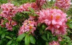 Samford Sorbet Native Azalea (Rhododendron) - 3 Gallon Pot -Plant Outlet Store Native Azalea Samford Sorbet 1
