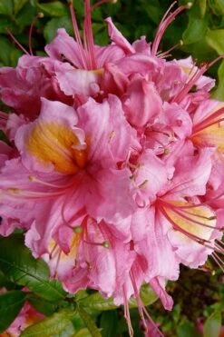 Samford Sorbet Native Azalea (Rhododendron) - 3 Gallon Pot -Plant Outlet Store Native Azalea Samford Sorbet 10