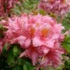 Samford Sorbet Native Azalea (Rhododendron) - 3 Gallon Pot 2 Samford Sorbet Native Azalea (Rhododendron) - 3 Gallon Pot -Plant Outlet Store Native Azalea Samford Sorbet 3
