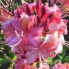 Southern Sunset Aromi Azalea (Rhododendron Hybrid) - 3 Gallon Pot 1 Southern Sunset Aromi Azalea (Rhododendron Hybrid) - 3 Gallon Pot -Plant Outlet Store Native Azalea Southern Sunset 1