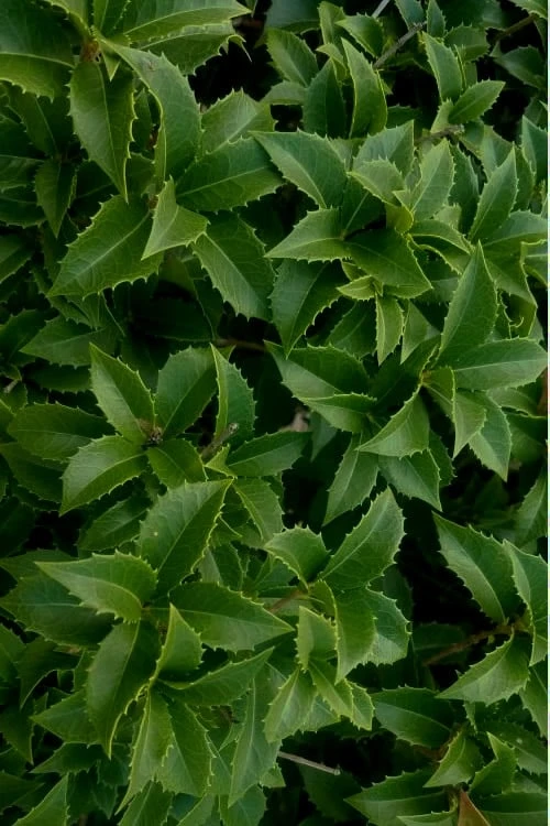 Wheeler's Cold Hardy Fragrant Tea Olive (Osmanthus) - 3 Gallon Pot 7 Wheeler's Cold Hardy Fragrant Tea Olive (Osmanthus) - 3 Gallon Pot - Image 5