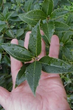 Wheeler's Cold Hardy Fragrant Tea Olive (Osmanthus) - 3 Gallon Pot 13 Wheeler's Cold Hardy Fragrant Tea Olive (Osmanthus) - 3 Gallon Pot -Plant Outlet Store Osmanthus Carl Wheeler 6