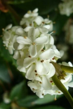 Wheeler's Cold Hardy Fragrant Tea Olive (Osmanthus) - 3 Gallon Pot 11 Wheeler's Cold Hardy Fragrant Tea Olive (Osmanthus) - 3 Gallon Pot -Plant Outlet Store Osmanthus Carl Wheeler 9