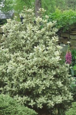 Goshiki Osmanthus (Variegated False Holly) - 5 Gallon Pot -Plant Outlet Store Osmanthus Goshiki 20
