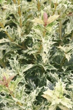 Goshiki Osmanthus (Variegated False Holly) - 5 Gallon Pot -Plant Outlet Store Osmanthus Goshiki 21