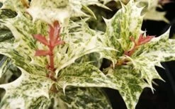 Goshiki Osmanthus (Variegated False Holly) - 5 Gallon Pot -Plant Outlet Store Osmanthus Goshiki Foliage Closeup 2