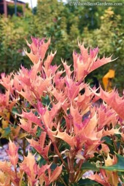 Party Lights Pink Flush Tea Olive - Osmanthus Heterophyllus - 5 Gallon Pot -Plant Outlet Store Osmanthus Party Lights 11