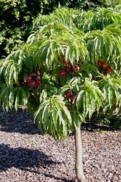Bonanza Dwarf Patio Peach Tree - 5 Gallon -Plant Outlet Store Peach Bonanza 2