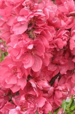 Bonanza Dwarf Patio Peach Tree - 5 Gallon -Plant Outlet Store Peach Bonanza 3