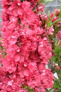 Bonanza Dwarf Patio Peach Tree - 5 Gallon -Plant Outlet Store Peach Bonanza 4