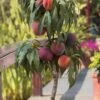 Bonanza Dwarf Patio Peach Tree - 5 Gallon -Plant Outlet Store Peach Bonanza 6