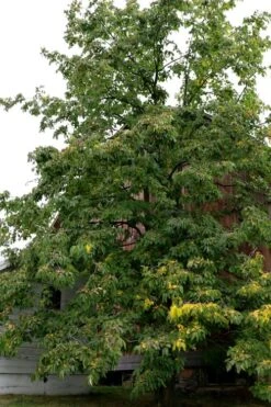 American Persimmon Tree - Diospyros Virginiana - 3 Gallon Pot 14 American Persimmon Tree - Diospyros Virginiana - 3 Gallon Pot -Plant Outlet Store Persimmon American 2