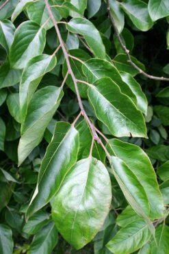 American Persimmon Tree - Diospyros Virginiana - 3 Gallon Pot 13 American Persimmon Tree - Diospyros Virginiana - 3 Gallon Pot -Plant Outlet Store Persimmon American 3