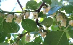 American Persimmon Tree - Diospyros Virginiana - 3 Gallon Pot 15 American Persimmon Tree - Diospyros Virginiana - 3 Gallon Pot -Plant Outlet Store Persimmon American 5