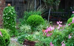 Baby Gem Boxwood - 1 Gallon Pot -Plant Outlet Store Picture Boxwood Baby Gem Specimen