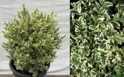 Dwarf Variegated Boxwood - 6 Pack Of 1 Gallon Pots 12 Dwarf Variegated Boxwood - 6 Pack Of 1 Gallon Pots -Plant Outlet Store Picture Boxwood Dwarf Variegated