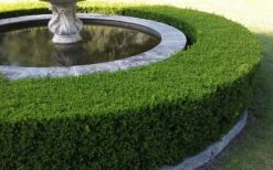 Little Missy Dwarf Boxwood - 6 Pack Of 1 Gallon Pots 13 Little Missy Dwarf Boxwood - 6 Pack Of 1 Gallon Pots -Plant Outlet Store Picture Boxwood Franklins Gem Hedge 2