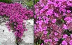 Red Creeping Thyme (Thymus Praecox 'Coccineus') - 5 Pack Of Quart Pots -Plant Outlet Store Picture Creeping Thyme Red 4