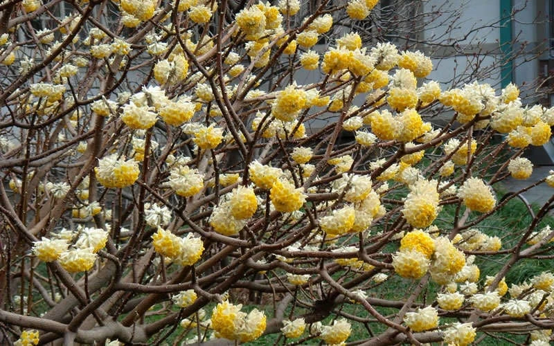 Winter Gold Edgeworthia Chrysantha - Paper Bush - 3 Gallon Pot 10 Winter Gold Edgeworthia Chrysantha - Paper Bush - 3 Gallon Pot - Image 8