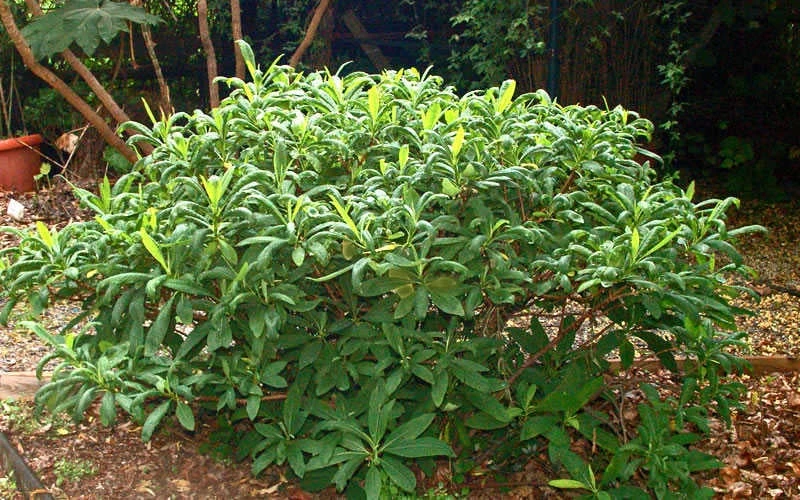 Winter Gold Edgeworthia Chrysantha - Paper Bush - 3 Gallon Pot 13 Winter Gold Edgeworthia Chrysantha - Paper Bush - 3 Gallon Pot - Image 11