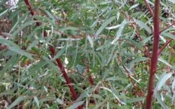 Angus Cold Hardy Eucalyptus Tree (Eucalyptus Nicholii) - 3 Gallon Pot -Plant Outlet Store Picture Eucalyptus Tree Anugus Willow Leaf Peppermint 3