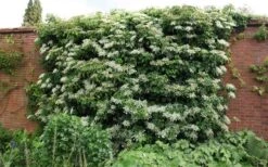Moonlight Climbing Hydrangea - 1 Gallon Pot 21 Moonlight Climbing Hydrangea - 1 Gallon Pot -Plant Outlet Store Picture Hydrangea Climbing Petiolaris 5