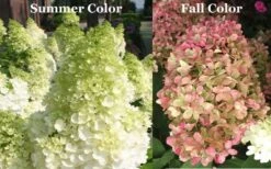 Limelight PeeGee Hydrangea - Single Trunk Topiary Tree - 5 Gallon Pot -Plant Outlet Store Picture Hydrangea Limelight 3