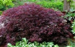 Red Dragon Dwarf Japanese Maple - 1 Gallon Pot 17 Red Dragon Dwarf Japanese Maple - 1 Gallon Pot -Plant Outlet Store Picture Japanese Maple Red Dragon 1