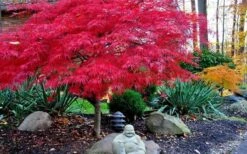 Red Dragon Dwarf Japanese Maple - 1 Gallon Pot 14 Red Dragon Dwarf Japanese Maple - 1 Gallon Pot -Plant Outlet Store Picture Japanese Maple Red Dragon 4 1