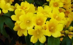 Butterscotch Yellow Jasmine (Jessamine) - Gelsemium Sempervirens - 1 Gallon Pot -Plant Outlet Store Picture Jasmine Butterscotch 2