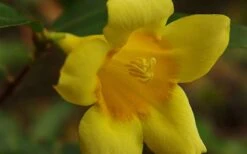 Butterscotch Yellow Jasmine (Jessamine) - Gelsemium Sempervirens - 1 Gallon Pot -Plant Outlet Store Picture Jasmine Butterscotch 4