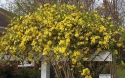 Butterscotch Yellow Jasmine (Jessamine) - Gelsemium Sempervirens - 1 Gallon Pot -Plant Outlet Store Picture Jasmine Butterscotch Jessamine 3