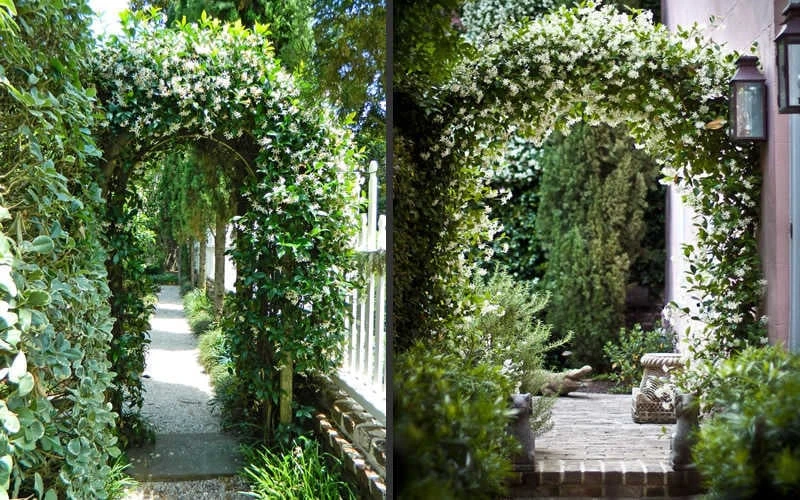 Confederate Jasmine Vine (Trachelospermum Jasminoides) - 3 Gallon Pot 9 Confederate Jasmine Vine (Trachelospermum Jasminoides) - 3 Gallon Pot - Image 7