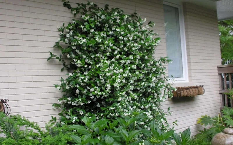 Confederate Jasmine Vine (Trachelospermum Jasminoides) - 3 Gallon Pot 10 Confederate Jasmine Vine (Trachelospermum Jasminoides) - 3 Gallon Pot - Image 8