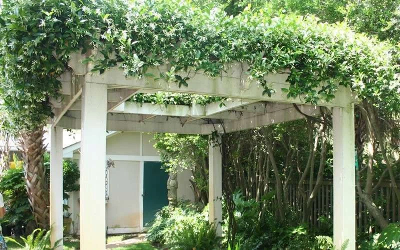 Confederate Jasmine Vine (Trachelospermum Jasminoides) - 3 Gallon Pot 12 Confederate Jasmine Vine (Trachelospermum Jasminoides) - 3 Gallon Pot - Image 10