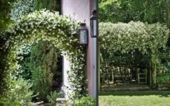 Madison Confederate Jasmine - 1 Gallon Pot 14 Madison Confederate Jasmine - 1 Gallon Pot -Plant Outlet Store Picture Jasmine Madison 3