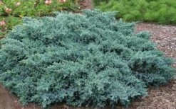 Blue Star Juniper - 2 Gallon Pot -Plant Outlet Store Picture Juniper Blue Star