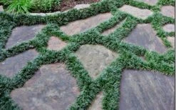 Dwarf Mondo Grass - 18 Count Flat Of Pint Pots -Plant Outlet Store Picture Mondo Grass Dwarf 6 1