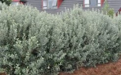 Bambina Dwarf Pineapple Guava (Feijoa Sellowiana ' Tharfiona') - 3 Gallon Pot -Plant Outlet Store Pineapple Guava Hedge