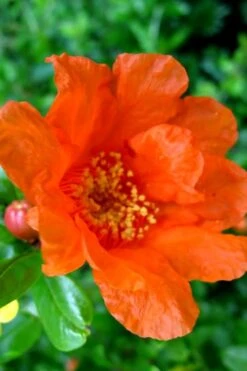 Russian 26 Cold Hardy Pomegranate - 3 Gallon Pot 12 Russian 26 Cold Hardy Pomegranate - 3 Gallon Pot -Plant Outlet Store Pomegranate Russian 26 11