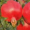 Russian 26 Cold Hardy Pomegranate - 3 Gallon Pot 2 Russian 26 Cold Hardy Pomegranate - 3 Gallon Pot -Plant Outlet Store Pomegranate Russian 26 Rev 500x750 1