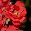 Iwai Nishiki Red Flowering Quince - 1 Gallon Pot -Plant Outlet Store Quince Iwai Nishiki 1