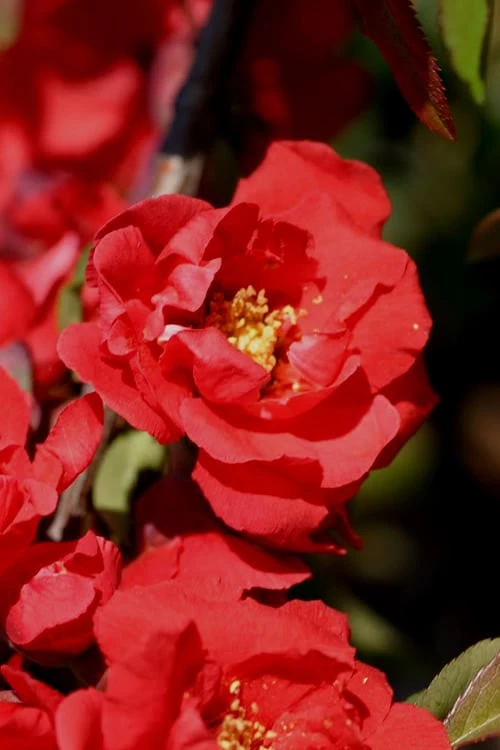 Iwai Nishiki Red Flowering Quince - 1 Gallon Pot 3 Iwai Nishiki Red Flowering Quince - 1 Gallon Pot